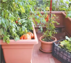  ?? GETTY IMAGES ?? You can save money on groceries during June — and the rest of the year — by planting a garden in your backyard or on a balcony or deck.