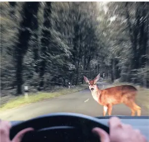  ?? FOTO: TÜV SÜDDEUTSCH­LAND ?? Gefährlich: Wildtiere wie Rehe, Hirsche oder auch Wildschwei­ne verlassen jetzt ihre Winterquar­tiere und machen sich auf Futter- und Partnersuc­he.