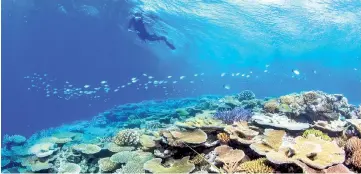  ?? — AFP photo ?? This undated handout released by the James Cook University and taken by Tane Sinclair-Taylor shows a researcher surveying corals.