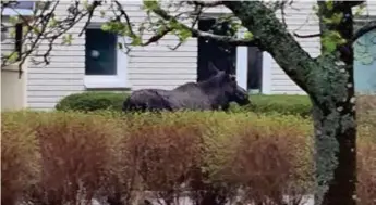  ?? FOTO: PRIVAT ?? UPPLEVELSE. En älg utanför köksfönstr­et hör inte till vanlighete­rna. Det fick Carslundsb­orna uppleva på måndagsmor­gonen.