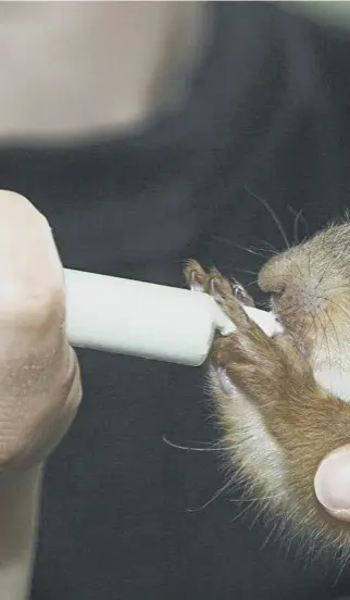  ??  ?? 0 Thousands of injured, distressed and sick animals have been nursed back to health by the dedicated staff at the Scottish SPCA’S National Wildlife Rescue Centre at Fishcross, Clackmanna­nshire