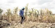  ?? SHAUN JUSA Xinhua/Sipa USA ?? A farmer checks his corn in the suburb of Harare, capital of Zimbabwe, in early April. Wednesday, Zimbabwean President Emmerson Mnangagwa declared a state of disaster because of an El Niño-induced drought threatenin­g food security in the country.