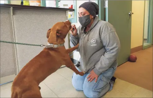  ?? Brian A. Pounds / Hearst Connecticu­t Media ?? Sara DeAngelo has a treat for Bruno, a friendly pit bull mix available for adoption at the Shelton Animal Shelter lasst month.