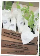  ?? ?? Plants arrive well wrapped, in sturdy recyclable packaging. They’re supplied by a grower in Lincolnshi­re. “He really cares,” Pippa says. Pictured here are sugar snap peas, ideal for containers.