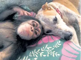  ?? Jenny Desmond, provided by BBC America ?? The dogs at Liberia Chimp Rescue form strong bonds with the chimps and help them through their recovery. Here is Lucy with Princess the dog.