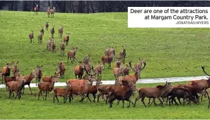  ?? JONATHAN MYERS ?? Deer are one of the attraction­s at Margam Country Park.