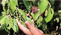  ?? ?? Cambodian farmer Nguon Lay checks peppercorn­s at his pepper farm.