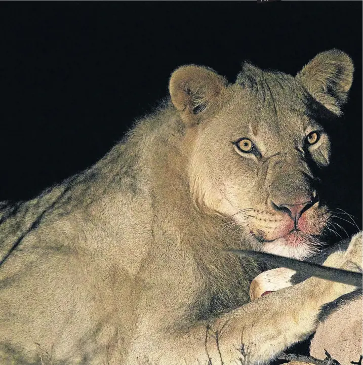  ?? Pictures: Nad ?? EYE ON THE PRIZE Titus gorges on a gemsbok carcass. He is one of two lions who now roam free on the plains of Camdeboo. The pair came from Kwandwe Game Reserve, also in the Eastern Cape.