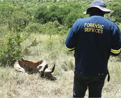  ?? Picture:Nigel Sibanda ?? CARNAGE. Saps forensic services, crime scene investigat­ors and a SANParks team on the western boundary of the Kruger Park, where a rhino was killed by poachers recently.