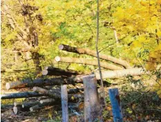  ??  ?? In der Friedberge­r Schützenst­raße wurden Dutzende Eschen gefällt.