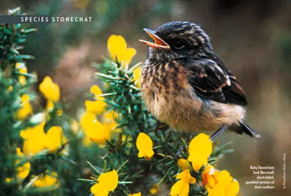  ??  ?? Baby Stonechats look like small, short-tailed, speckled versions of their mothers