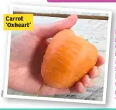  ??  ?? Carrot ‘Oxheart’