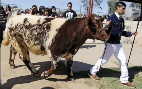  ?? IV PRESS FILE PHOTO ?? Calexico FFA then Vice President Erik Montano leads his steer to a holding pen during the 14th annual showcase at Calexico High School on Feb. 24, 2012.