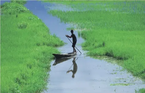  ??  ?? A young farmer inspects his paddy, which is submerged by monsoon rain in Nagaon district of Assam, north-east India