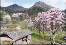  ?? ?? An aerial drone photo taken on April 13, 2024 shows blooming magnolia flowers in Cangwangzh­ai Village of Yongsheng Town in Jiangyou, southwest China’s Sichuan Province. (Xinhua)