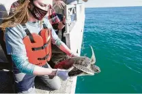  ?? Melissa Phillip / Staff photograph­er ?? Rhiannon Nechero, a junior at Texas A&M University at Galveston, releases a green sea turtle into the Gulf on Monday.