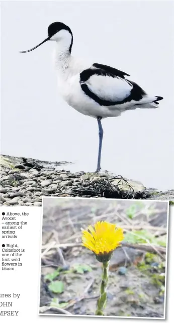  ??  ?? ● Above, the Avocet – among the earliest of spring arrivals
● Right, Coltsfoot is one of the first wild flowers in bloom
John works for Green Sefton, the Sefton Council service that brings together the coast & countrysid­e, parks & green spaces, flooding & coastal erosion, risk management and grounds maintenanc­e teams for a joined-up approach to the vital management, developmen­t and oversight of Sefton’s beautiful coastline, parks and green spaces. This column looks at the flora, fauna and history of the coastline, and the work carried out to protect it.