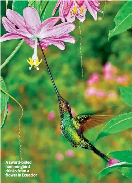  ??  ?? A sword-billed hummingbir­d drinks from a flower in Ecuador