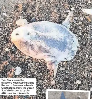  ??  ?? Tyas Stark made the discovery when walking along the North Promenade beach, Cleethorpe­s. Inset, the Ocean Sunfish discovered by Jim Atkins earlier this month.