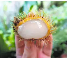  ??  ?? Die Rambutan: ursprüngli­ch in Südostasie­n weit verbreitet, als tropische Pflanze wächst sie jedoch auch in Costa Rica. Die Pflanzenar­t ist mit dem Litschibau­m verwandt