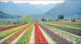  ?? HT FILE PHOTO ?? With peaches and apricots, Kashmir’s famed tulips may also bloom early at the Tulip Garden at the foothills of Zabarwan in Srinagar.