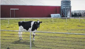  ?? THE CANADIAN PRESS FILE PHOTO ?? Dairy farmers are concerned about NAFTA renegotiat­ions.