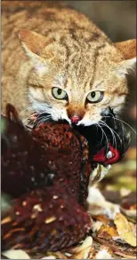  ??  ?? THREAT: It is feared that cats on the estate are killing game birds including pheasants