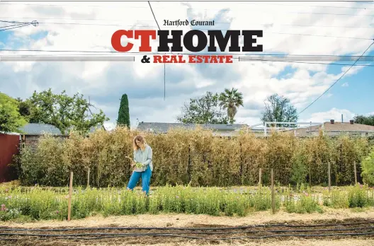  ?? MARIAH TAUGER/LOS ANGELES TIMES PHOTOS ?? Rachel Nafis harvests pink campanulas behind the rental home of Sophie Thompson. The backyard was formerly a lawn.