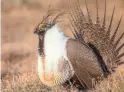  ?? STAN TEKIELA ?? Sage Grouse are a common sight at Wyoming’s National Elk Refuge.