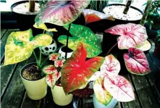  ??  ?? Collection Potted Caladium Bi-color-angel wings, Painted leaf