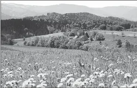  ?? Rick Steves’ Europe/CAMERON HEWITT ?? The bucolic landscape of Germany’s Black Forest is punctuated by scenic towns and memorable hiking trails.