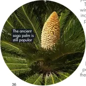  ?? ?? The ancient sago palm is still popular