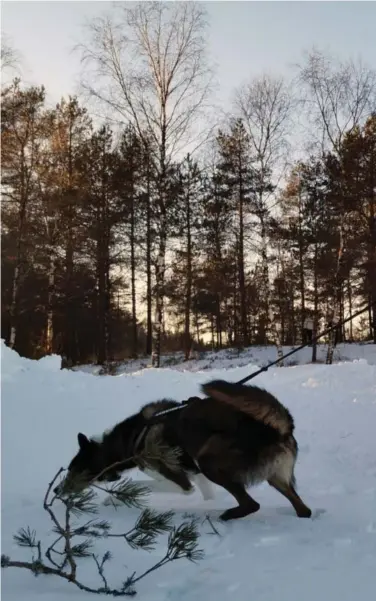  ?? ?? Emma Øysaed sier seg veldig glad i å gå på ski, og lørdag hadde hun med seg hunden sin Storm på tur.