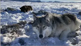  ?? COURTESY PHOTO ?? Colorado wildlife officials tranquiliz­ed two wolves in North Park on Thursday Feb. 2, 2023, and fitted them with tracking collars.