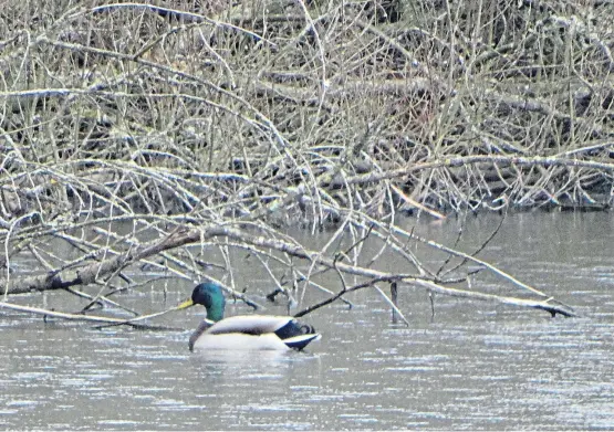  ??  ?? A mallard drake resplenden­t with bottle-green head and white collar plumage. Picture: Angus Whitson