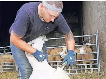  ?? FOTO: GERD HERMANN ?? Lutz Engelskirc­hen hat sein Handwerk gelernt – ruck, zuck ist die Wolle herunter.