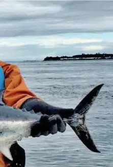  ??  ?? Luis con un lindo ejemplar de atún del canal. Luego de una larga lucha con el pez y un lobo marino que quería robarlo. Todo fue posible gracias a los consejos de Arturo. Increíble la fortaleza y velocidad de estos atunes. En este caso, Guillermo...