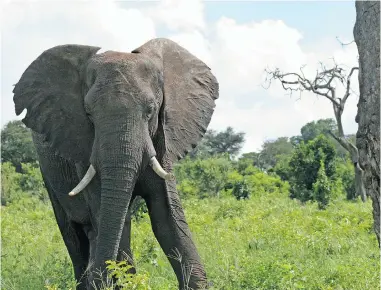  ??  ?? A visit to Chobe National park in Botswana which boasts one of largest elephant population­s in the world