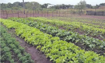  ??  ?? La oportuna lluvia de ayer trajo alivio a labriegos de San Juan Bautista y otras localidade­s de la región.