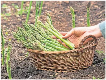  ?? ?? A healthy harvest of tasty asparagus relies on patient preparatio­n