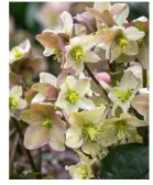  ??  ?? Left: HELLEBORUS X ERICSMITHI­I 'EMMA' I love this new form of ericsmithi­i hybrid, which I have growing in a shady, dry bed by the back door. It flowers right through winter. £21.50 for 1 x 2Itr pot.