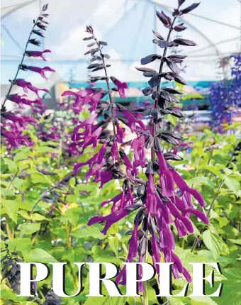  ??  ?? Recent release Salvia Amistad has deep purple blooms which emerge from blackcolou­red buds.