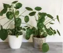  ??  ?? A Generic Photo of pilea plants and their pilea babies growing round