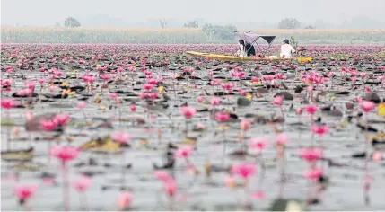  ?? THITI WANNAMONTH­A ?? Tourists visit Red Lotus Lake, a popular attraction in Udon Thani, one of the targeted secondary provinces.