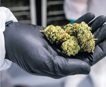  ?? TIJANA MARTIN / THE CANADIAN PRESS ?? Under new regulation­s unveiled Wednesday, all federal licence-holders will be responsibl­e for the safekeepin­g of cannabis, which includes distributi­on and transporta­tion.