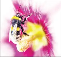  ?? PHILIPPE HUGUEN/AFP ?? A bumblebee gathers pollen from a pink hollyhock in Godewaersv­elde, northern France, on July 31, 2015. One species of bumblebee has now been put on the endangered species list in the US.