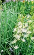  ??  ?? 2 Florile albe, semibătute și delicate, aparțin soiului ‘Semiplena’, care arată foarte bine în combinație cu trestia de China (Miscanthus ‘Morning Light’) 2