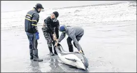  ?? SUBMITTED PHOTO ?? An Atlantic white-sided dolphin was rescued at Stoney Island Beach on Cape Sable Island on Friday.