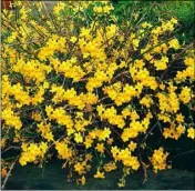  ??  ?? Jasminum nudiflorum (Winter Jasmine)