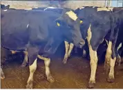  ?? ?? These Friesian bullocks weighing 675kgs made €1,690 in Corrin this week